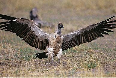 《Apex英雄》PS5和XSX|S版已在台湾和欧洲获得评级